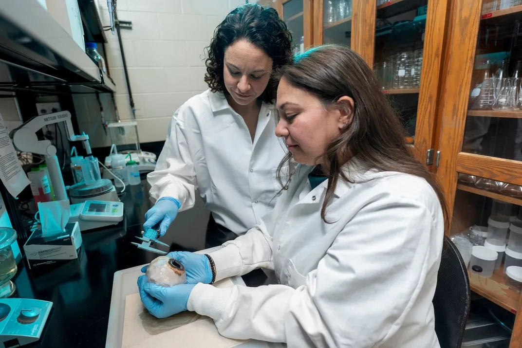 two researchers measure a humpback whale eye specimen