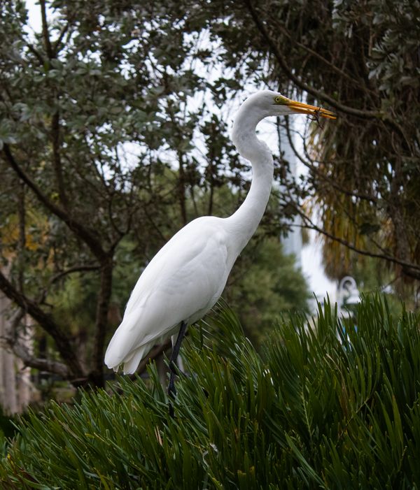 Great Egret Capturing Lil Lizard thumbnail