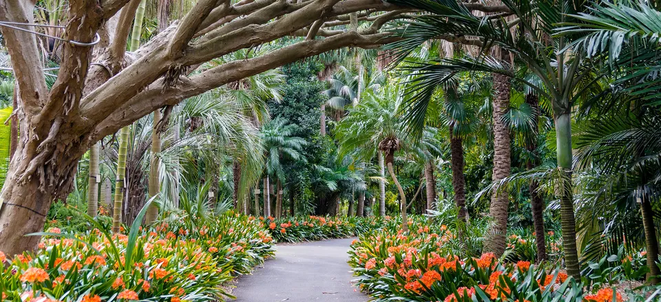  The Royal Botanic Garden, Sydney 