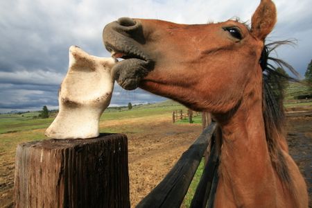 Over the past 13 years, The Great Salt Lick Contest in Oregon has raised more than $150,000 for charity. 