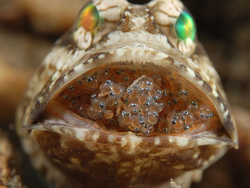 Banded Jawfish with eggs so ready to hatch, he can't close his mouth