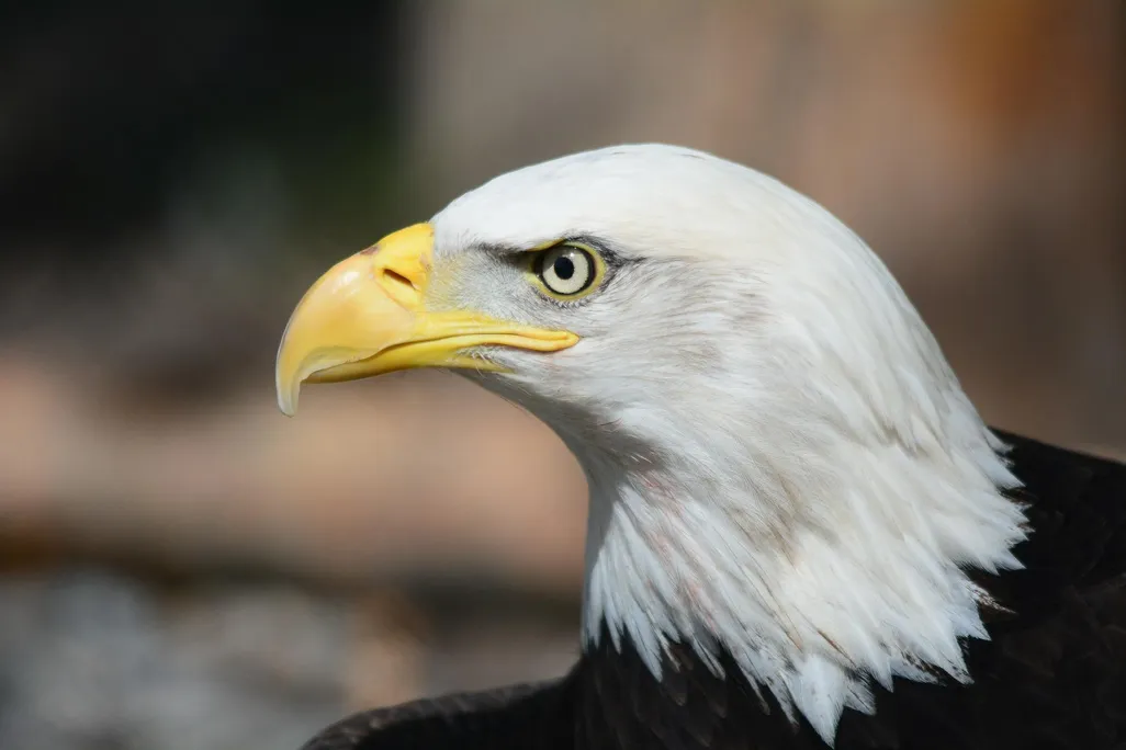 Bald eagle head
