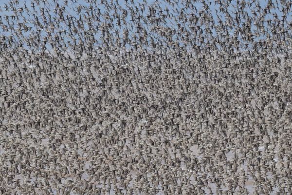 Birds of a feather thumbnail