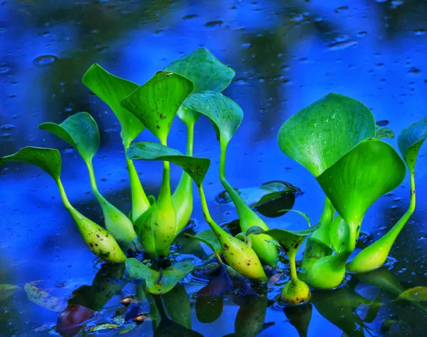 Water Flora in Costa Rica thumbnail