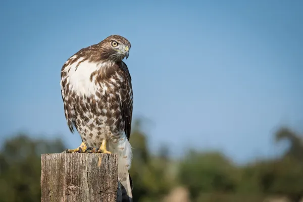 A Juvenile Red Tail Hawk Watches with Curiosity thumbnail
