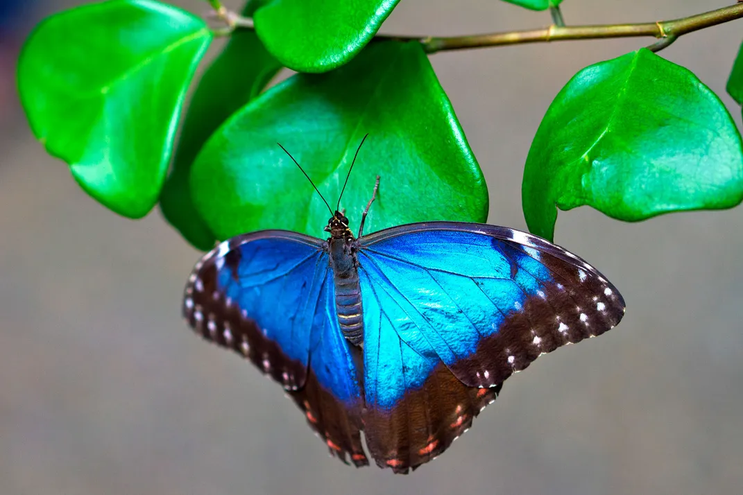 Blu Butterfly