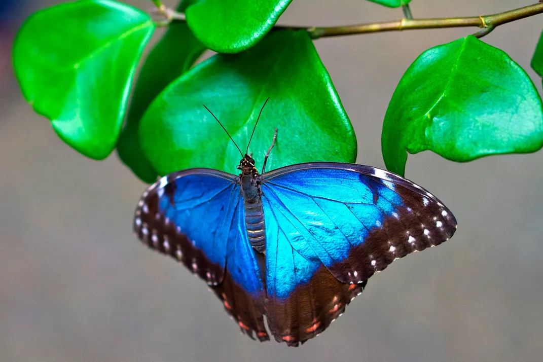 Blue Butterfly