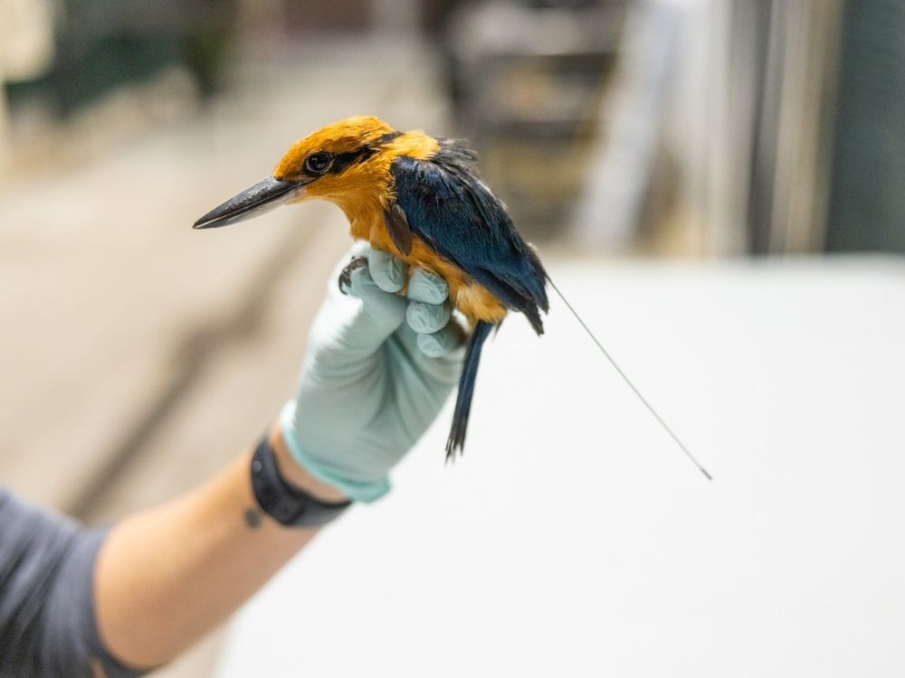 A male Guam kingfisher bird wearing a transmitter on its back is held gently in an animal keeper's gloved hand