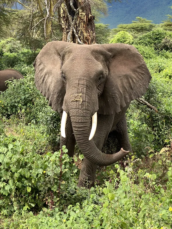 Wild Elephant on Safari thumbnail