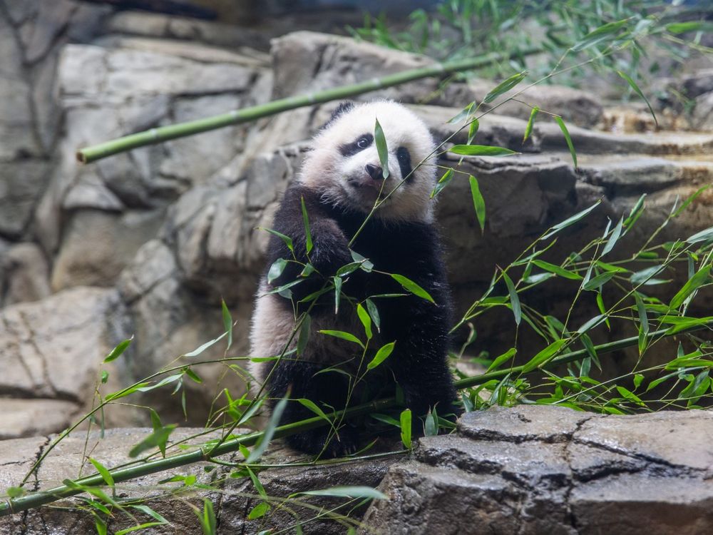 January was a month full of firsts for giant panda cub Xiao Qi Ji. The growing bear played with enrichment toys, took his first bites of sweet potato and bamboo, and had his first encounter with snow!
