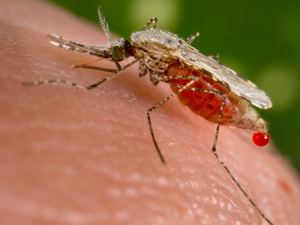 A mosquito bites a person and is full of blood 