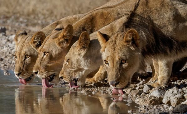 Lions four drinking thumbnail