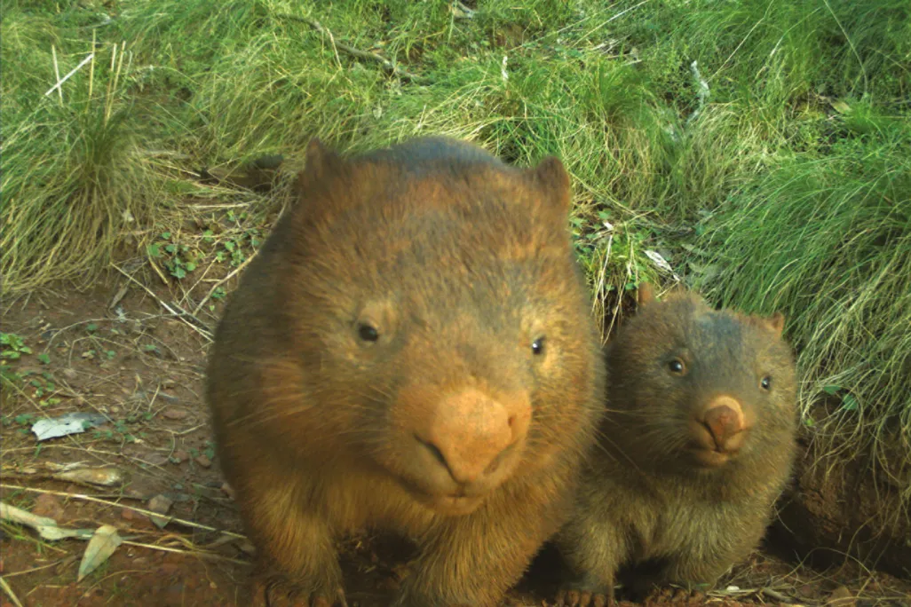 Adult wombat next to juvenile wombat