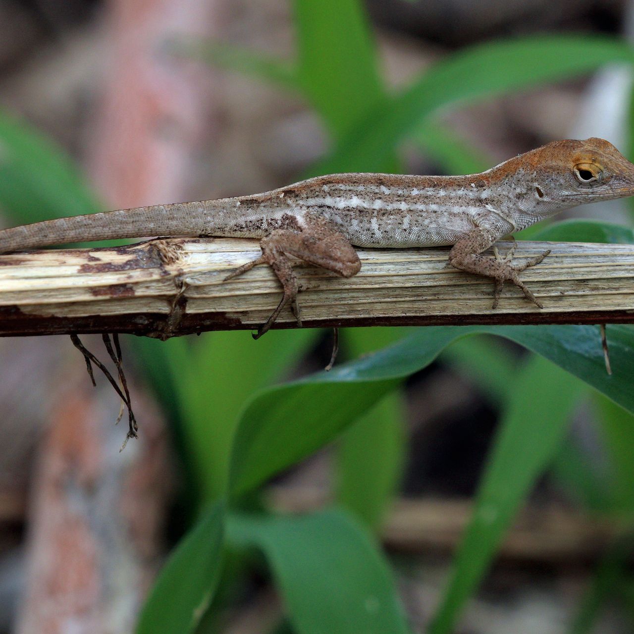 what-does-an-anole-lizard-look-like