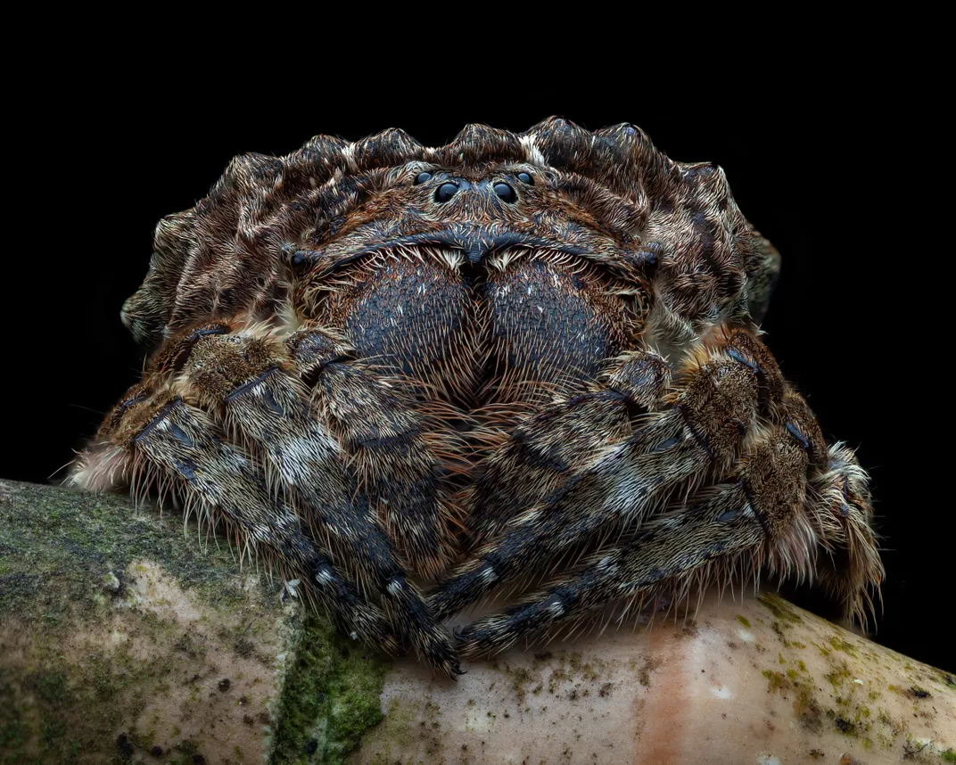 Close-up shot of spider