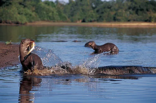 Otterly Fascinating