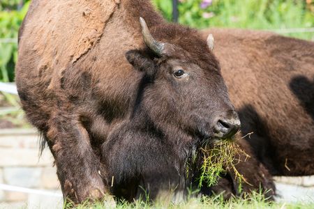 For the first time in more than a decade, bison will roam at the National Zoo.