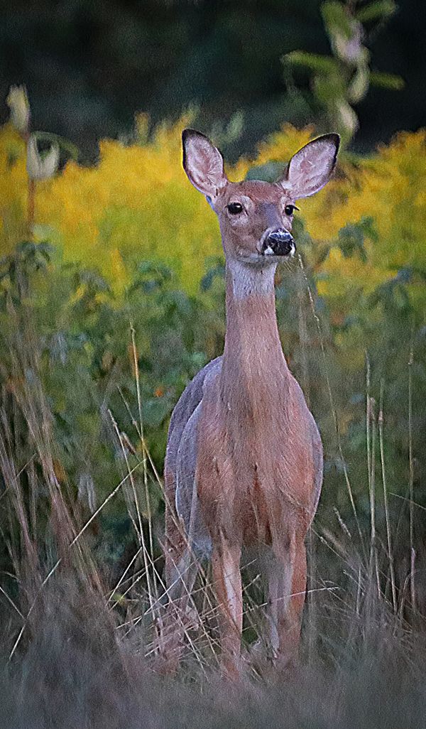 Doe on alert thumbnail