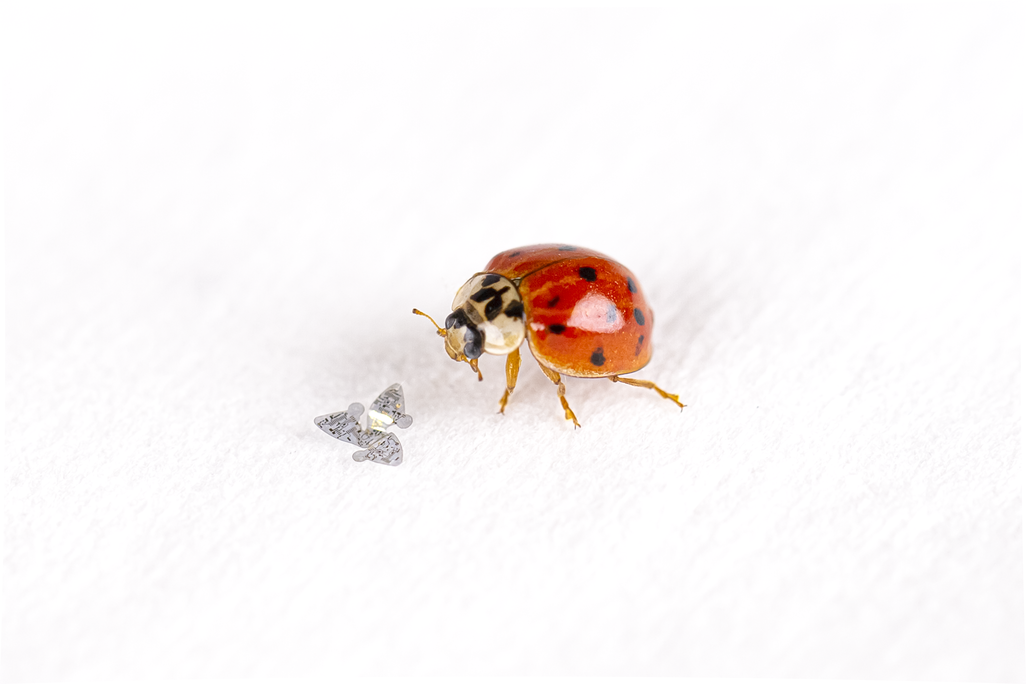 A tiny microchip with wings sitting next to a ladybug for scale