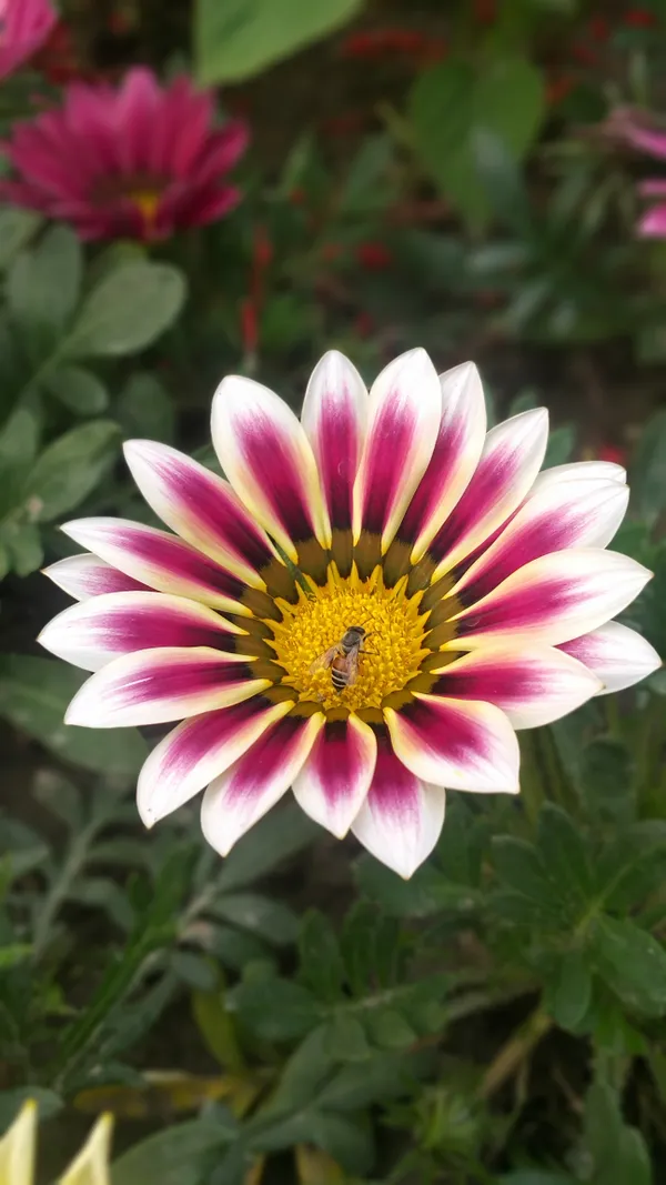 Bee feeding on flower in Dhaka. thumbnail