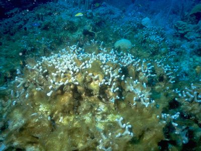 A bleached coral reef