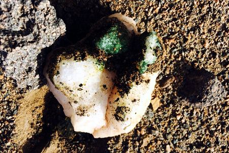 A turned-over hypolith from the Atacama Desert. Notice the green patch, which is cyanobacteria that live on the underside of the translucent quartzite rock. These microorganisms obtain their water from fog.
