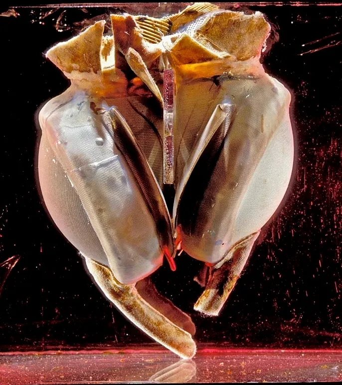 Liotta-Cooley artificial heart