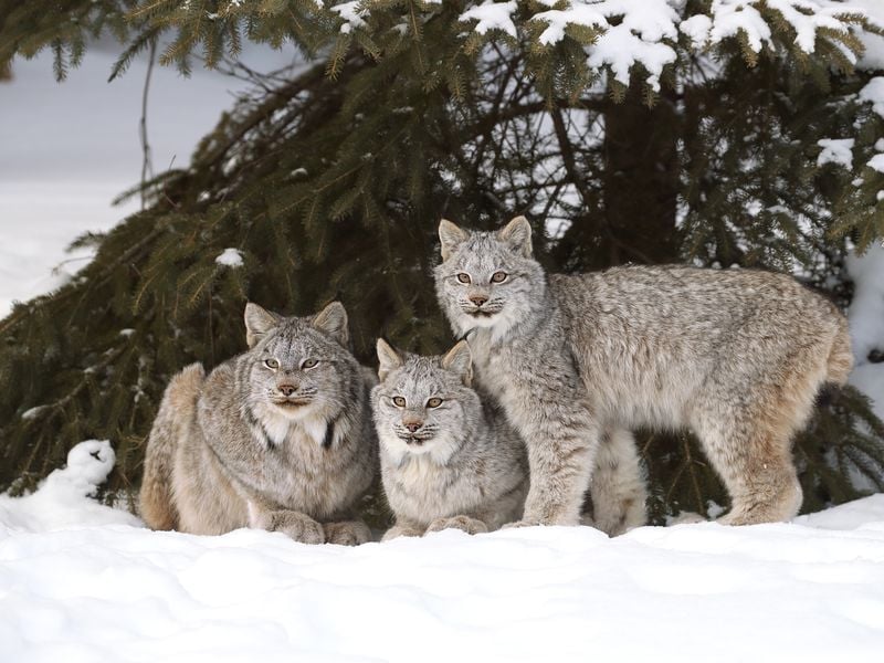 Canada Lynx Family in Ontario, Canada. | Smithsonian Photo Contest ...