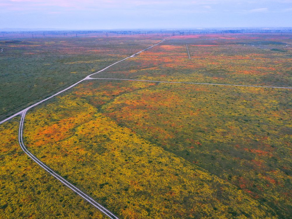 Wildflower aerial shot