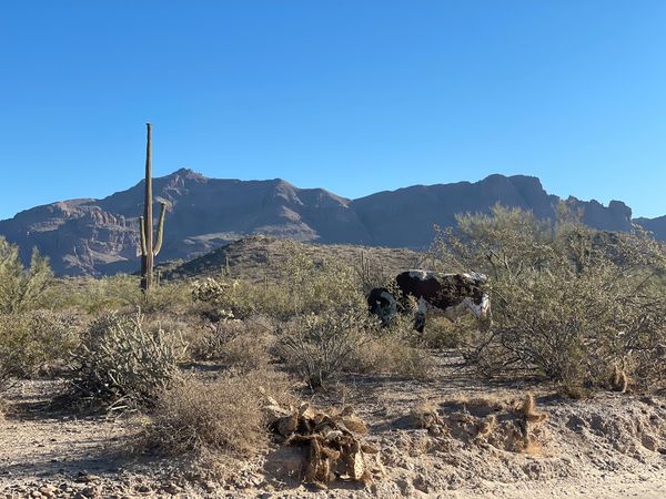 Superstition Mountains Cow thumbnail