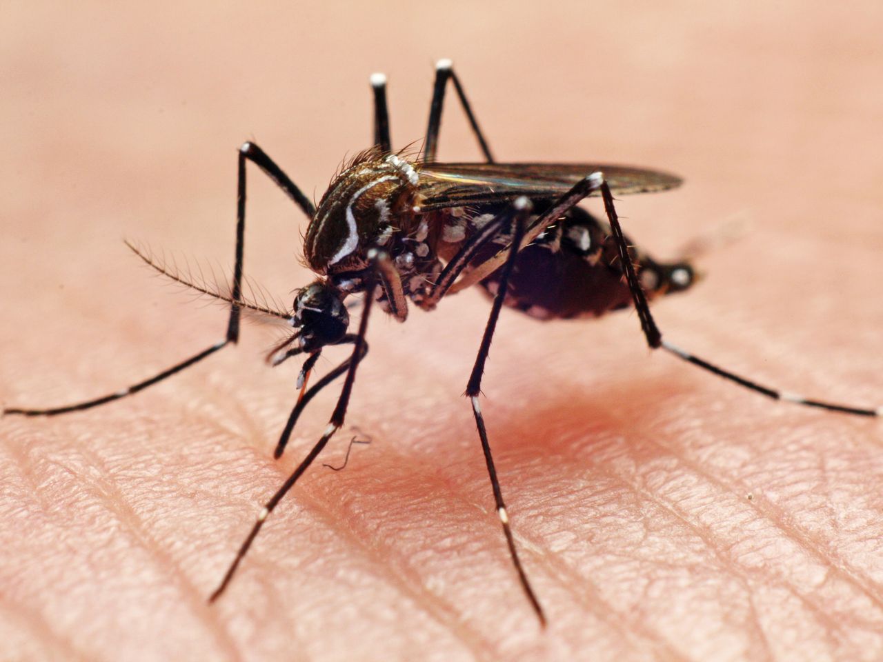 Google Wants to Release 32 Million Mosquitoes in California and Florida.  Here's Why