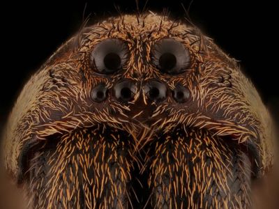 Male wolf spiders may have eight eyes, but they still can't tell whether the female they're mating with is dead or alive.