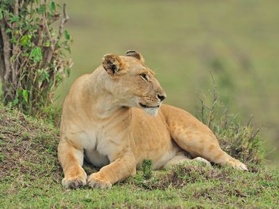 A lioness from the Marsh Pride in Masai Mara National Reserve of Kenya, the group of lions that was poisoned
