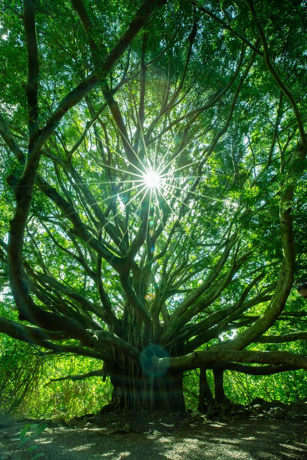 Tree of Life Sunstar thumbnail