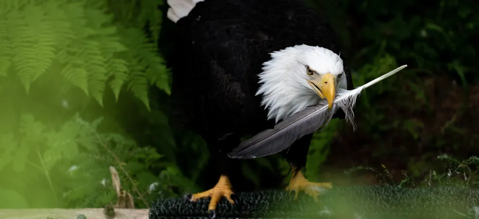  Eagle at the Sitka Raptor Center 