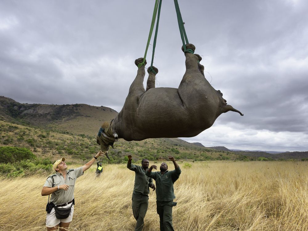 black Rhinos expansion project