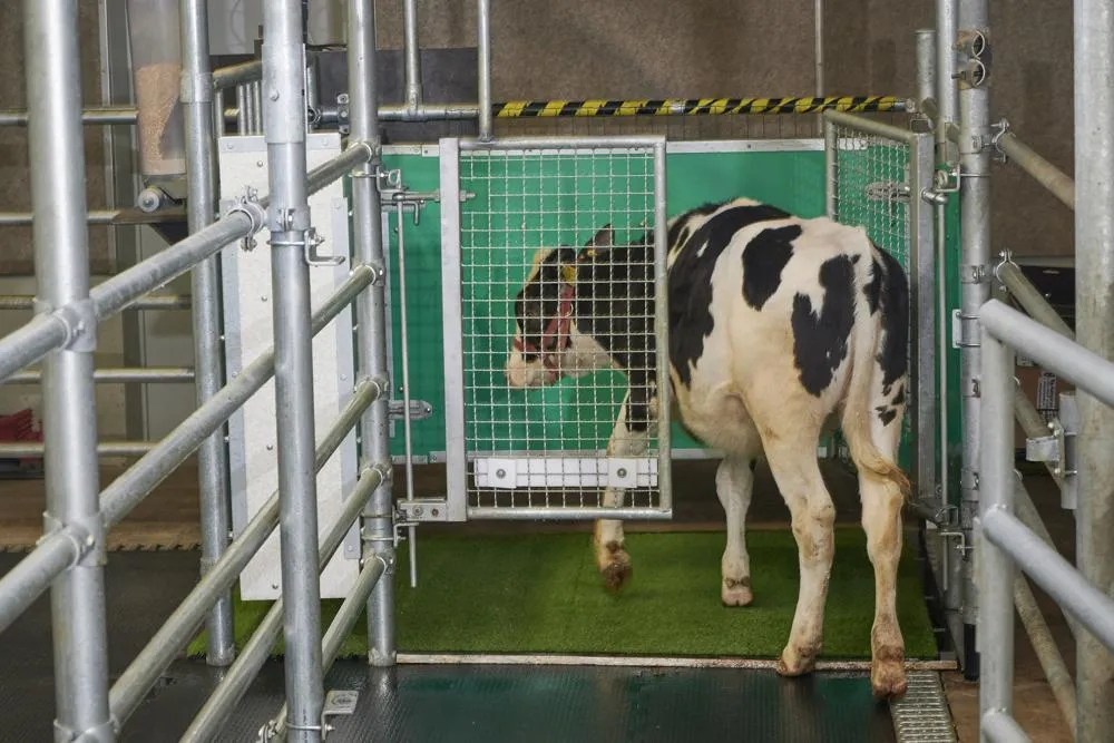 Cow urinating in a pen