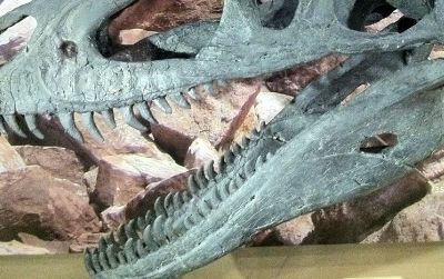 The reconstructed skull of Marshosaurus at the Natural History Museum of Utah