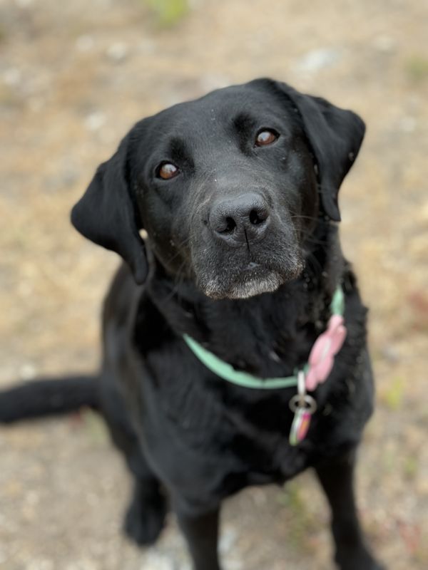 Delta Force the Black Lab Rescue thumbnail