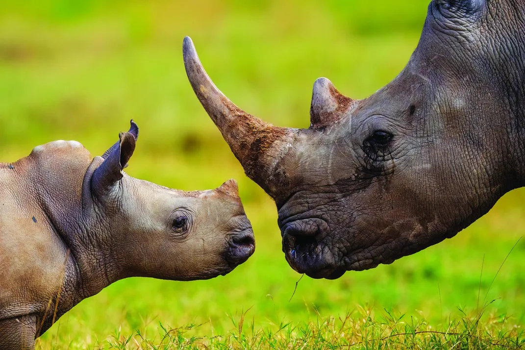 white rhino mother and her calf