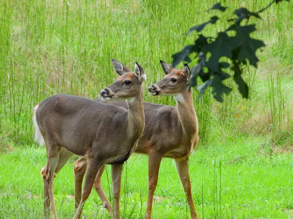 Deer Buddies thumbnail