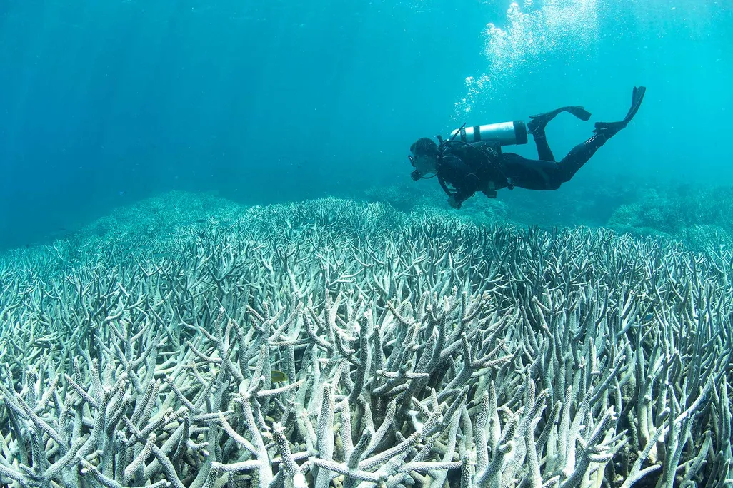 Bleached Coral Great Barrier Reef