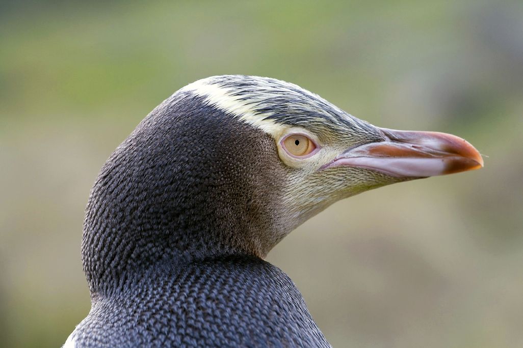 Yellow-eyed penguin