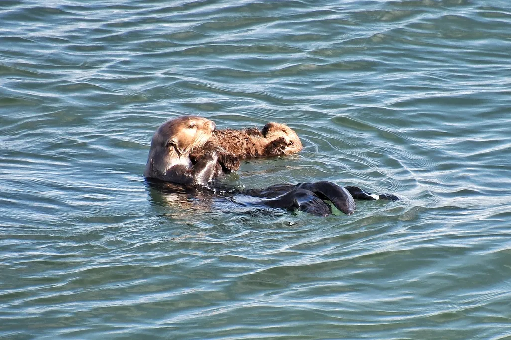a mother and baby otter on their backs float closely in the water