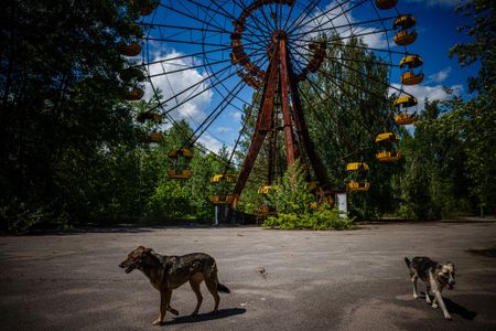 Two dogs walk around the abandoned city of Pripyat, Ukraine, in 2022, near the site of the 1986 Chernobyl nuclear disaster.