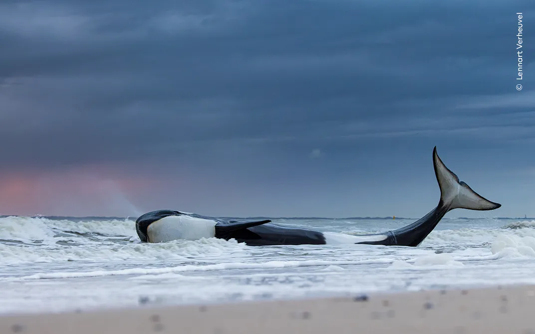 an orca lies on its side in a wave on the beach, with a cloudy sky and pink sunlight in the background