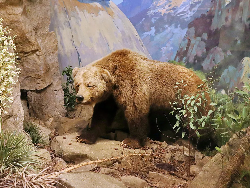 A model of a California grizzly bear in a museum