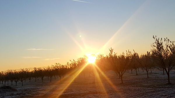 Sunrise over an orchard thumbnail
