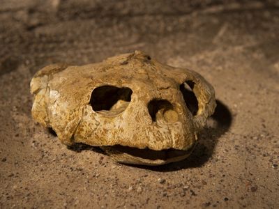A fossil sea turtle skull excavated from Angola’s coastal cliffs. A cast of this fossil will be featured in “Sea Monsters Unearthed,” opening November 9 at the Smithsonian's National Museum of Natural History. (Hillsman S. Jackson, Southern Methodist University)