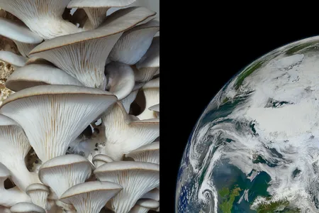 For the first time, the &quot;Mission MushVroom&quot; experiment on SpaceX&#39;s Fram2 mission will attempt to grow mushrooms in space.